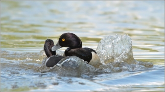 <p>Polák chocholačka (Aythya fuligula) –--- /Tufted duck – Reiherente/</p>